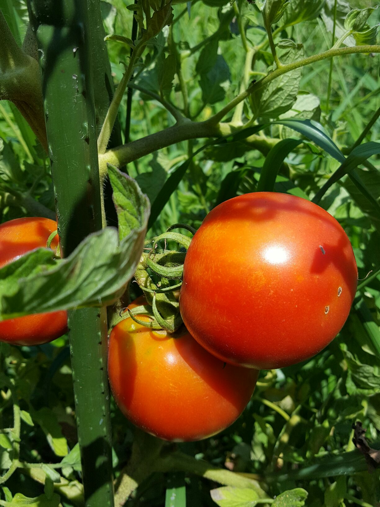 tomato01